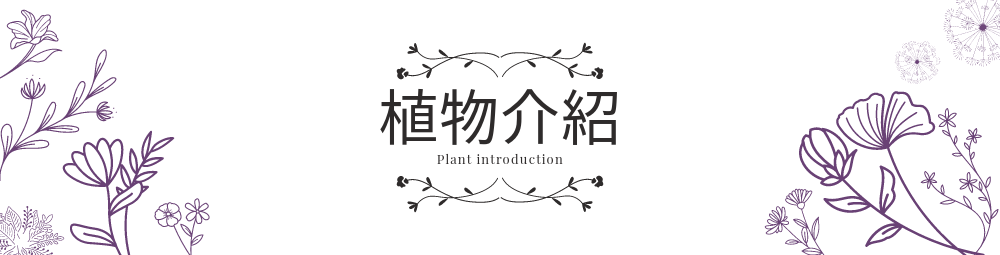 植物介紹 